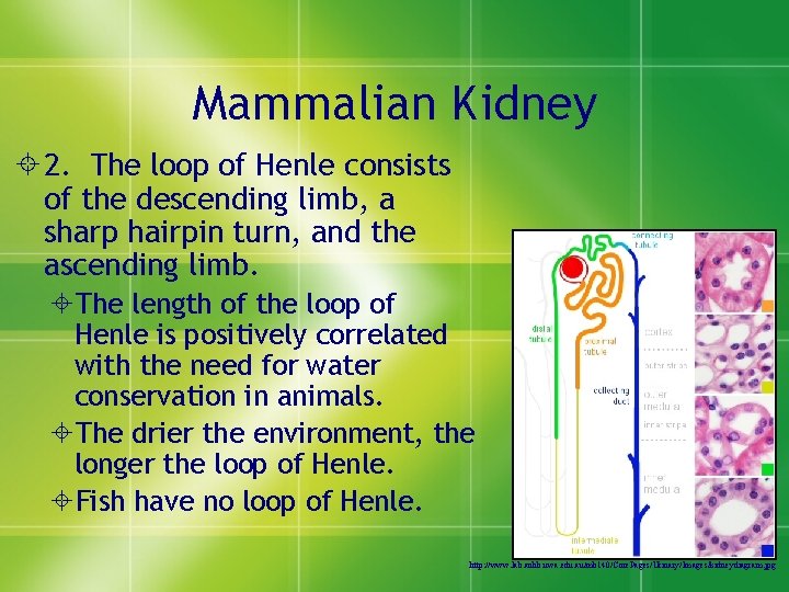 Mammalian Kidney ± 2. The loop of Henle consists of the descending limb, a