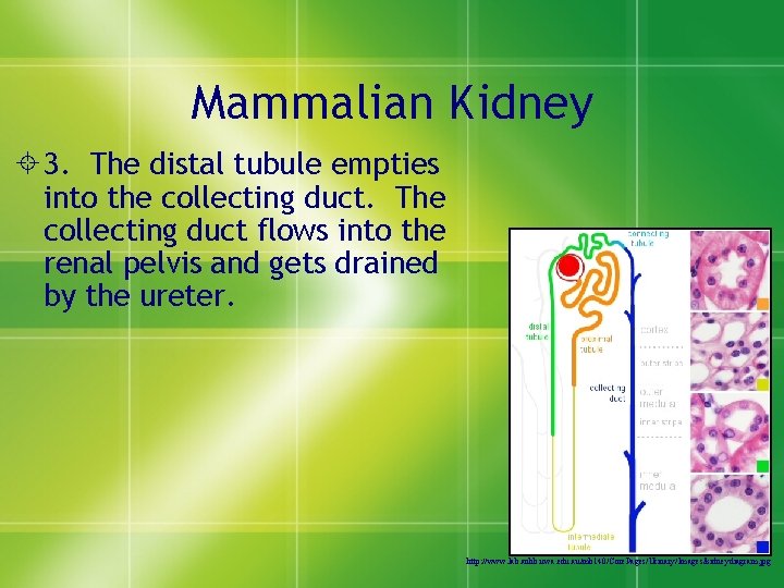 Mammalian Kidney ± 3. The distal tubule empties into the collecting duct. The collecting