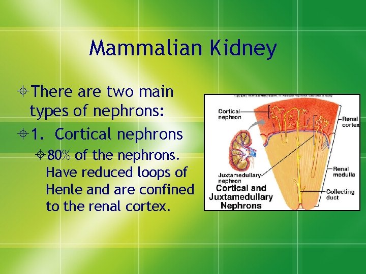 Mammalian Kidney ±There are two main types of nephrons: ± 1. Cortical nephrons ±