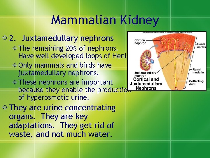 Mammalian Kidney ± 2. Juxtamedullary nephrons ±The remaining 20% of nephrons. Have well developed