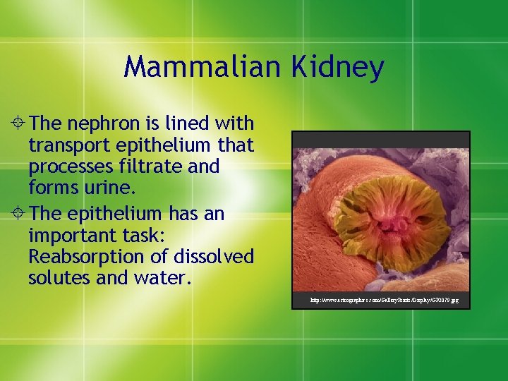 Mammalian Kidney ± The nephron is lined with transport epithelium that processes filtrate and