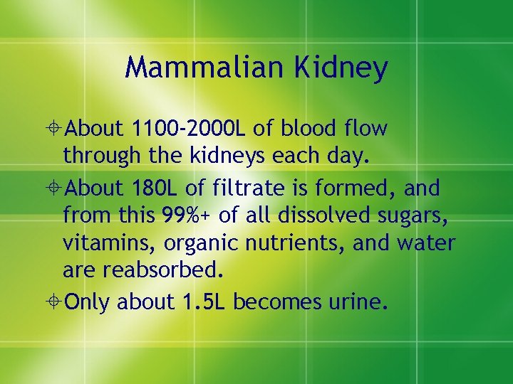 Mammalian Kidney ±About 1100 -2000 L of blood flow through the kidneys each day.
