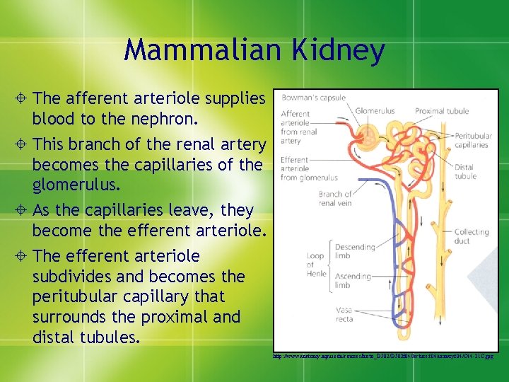 Mammalian Kidney ± The afferent arteriole supplies blood to the nephron. ± This branch