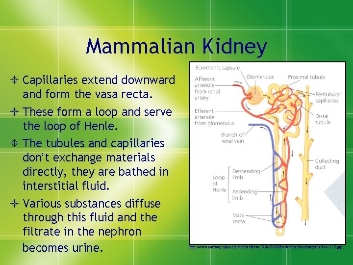 Mammalian Kidney ± Capillaries extend downward and form the vasa recta. ± These form