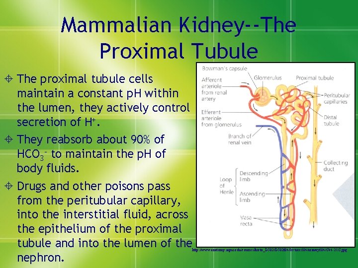 Mammalian Kidney--The Proximal Tubule ± The proximal tubule cells maintain a constant p. H