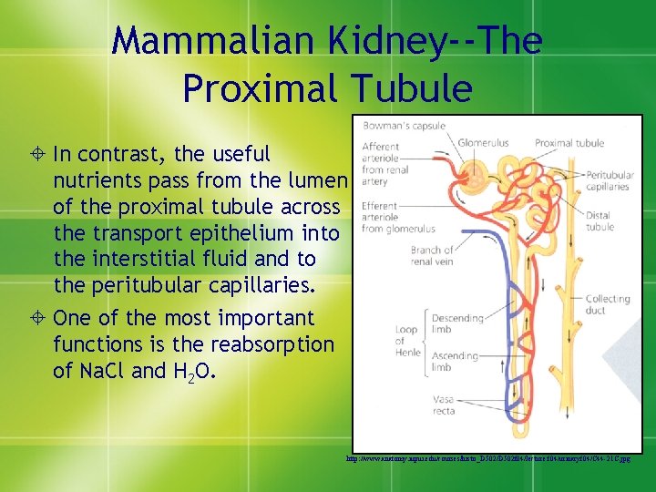 Mammalian Kidney--The Proximal Tubule ± In contrast, the useful nutrients pass from the lumen