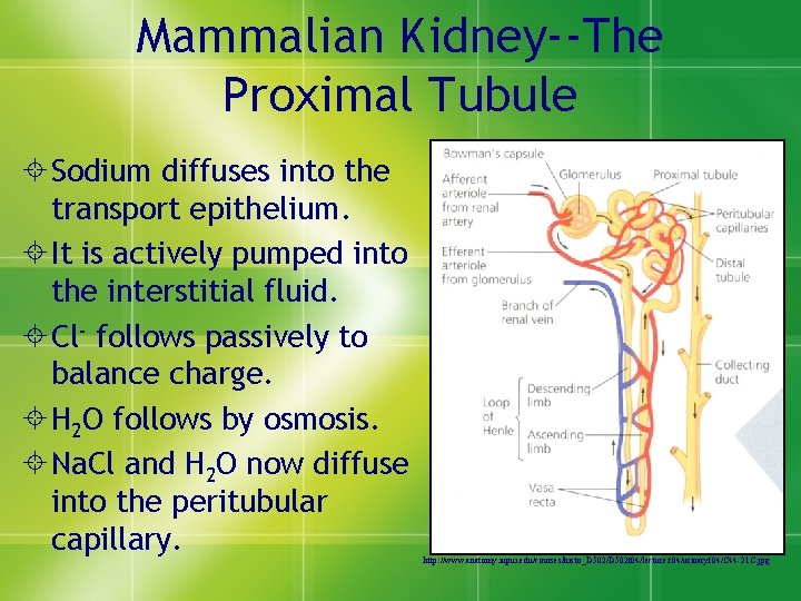 Mammalian Kidney--The Proximal Tubule ± Sodium diffuses into the transport epithelium. ± It is