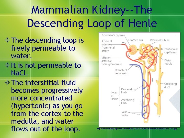 Mammalian Kidney--The Descending Loop of Henle ± The descending loop is freely permeable to