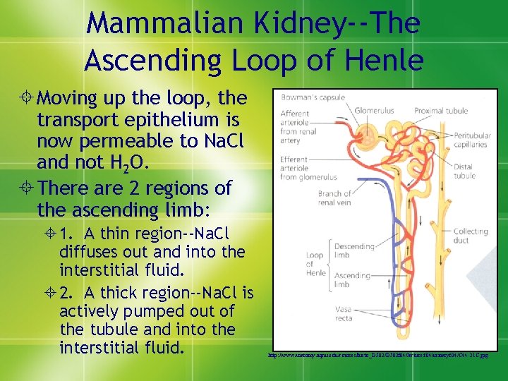 Mammalian Kidney--The Ascending Loop of Henle ± Moving up the loop, the transport epithelium