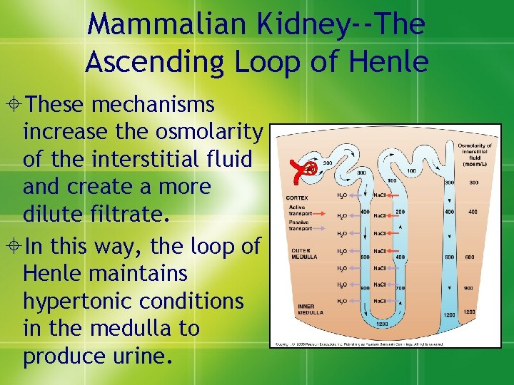 Mammalian Kidney--The Ascending Loop of Henle ±These mechanisms increase the osmolarity of the interstitial