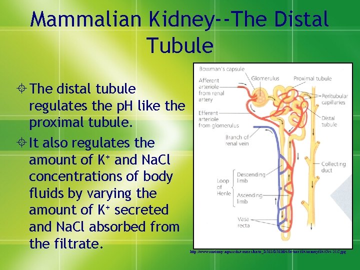 Mammalian Kidney--The Distal Tubule ± The distal tubule regulates the p. H like the
