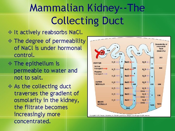 Mammalian Kidney--The Collecting Duct ± It actively reabsorbs Na. Cl. ± The degree of