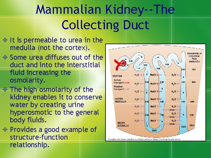 Mammalian Kidney--The Collecting Duct ± It is permeable to urea in the medulla (not