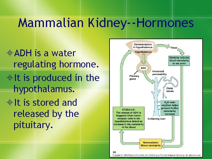 Mammalian Kidney--Hormones ±ADH is a water regulating hormone. ±It is produced in the hypothalamus.