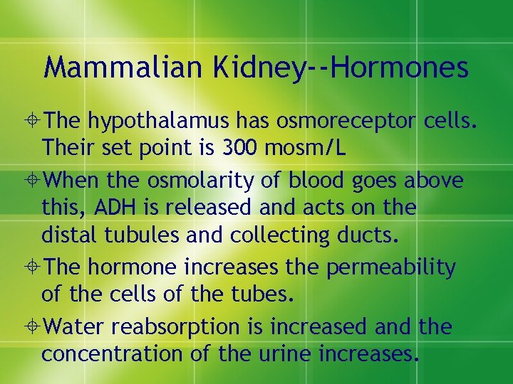 Mammalian Kidney--Hormones ±The hypothalamus has osmoreceptor cells. Their set point is 300 mosm/L ±When