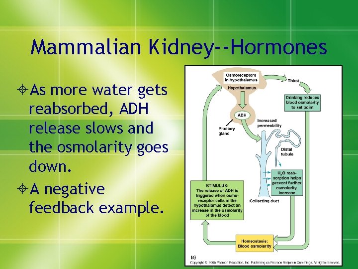 Mammalian Kidney--Hormones ±As more water gets reabsorbed, ADH release slows and the osmolarity goes
