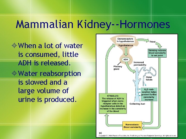 Mammalian Kidney--Hormones ± When a lot of water is consumed, little ADH is released.