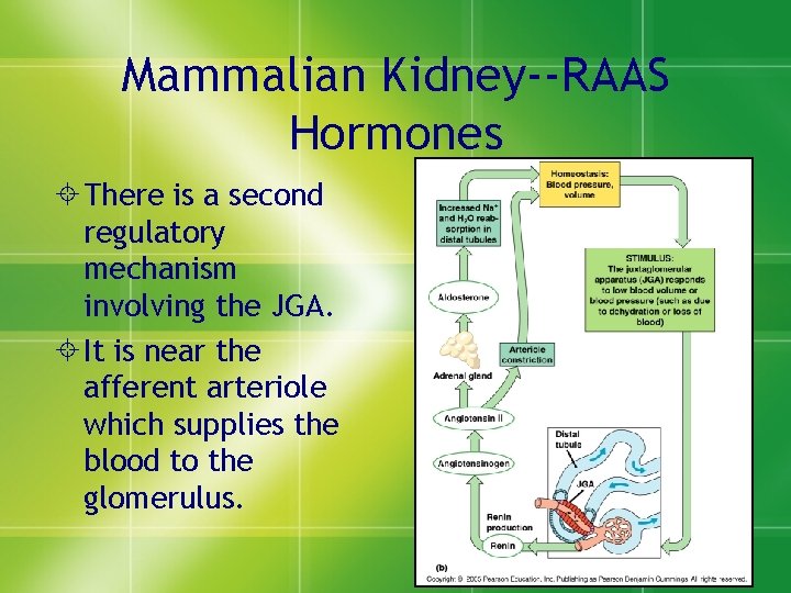 Mammalian Kidney--RAAS Hormones ± There is a second regulatory mechanism involving the JGA. ±