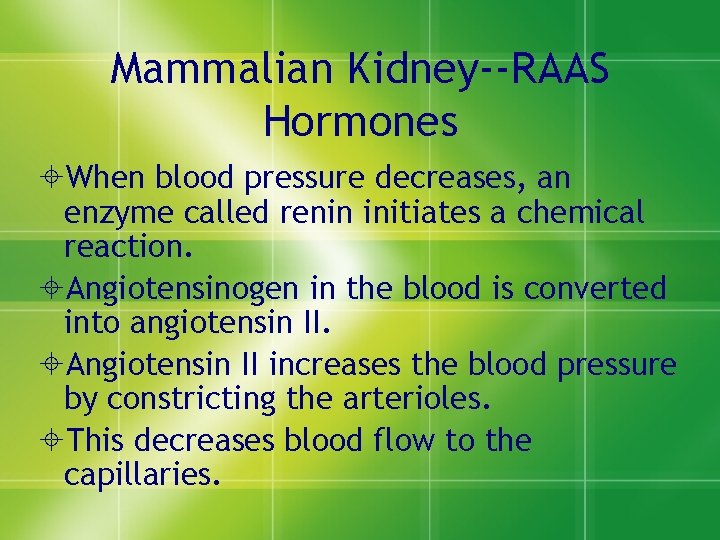 Mammalian Kidney--RAAS Hormones ±When blood pressure decreases, an enzyme called renin initiates a chemical