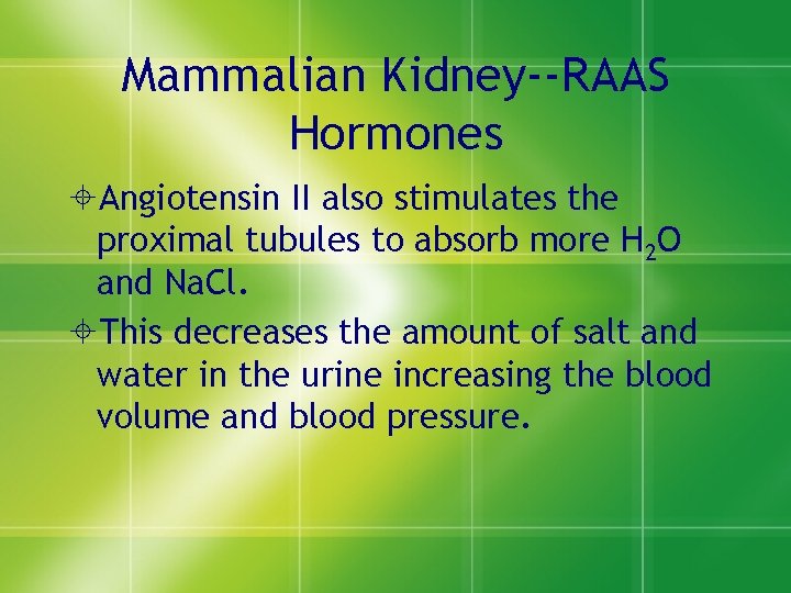 Mammalian Kidney--RAAS Hormones ±Angiotensin II also stimulates the proximal tubules to absorb more H