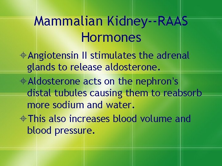 Mammalian Kidney--RAAS Hormones ±Angiotensin II stimulates the adrenal glands to release aldosterone. ±Aldosterone acts