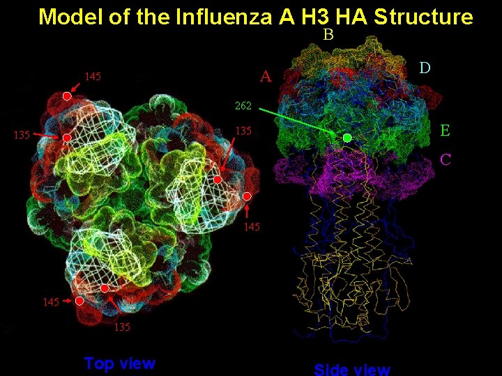 Model of the Influenza A H 3 HA Structure B A 145 D 262 Model of the Influenza A H 3 HA Structure B A 145 D 262