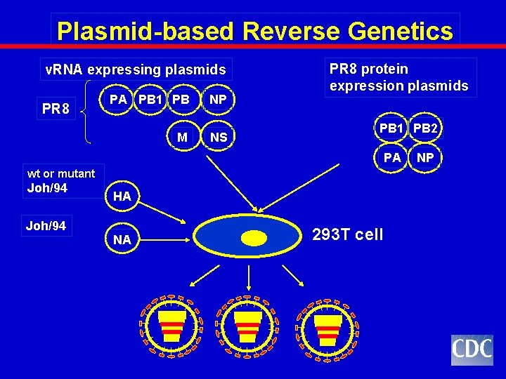Plasmid-based Reverse Genetics v. RNA expressing plasmids PR 8 PA PB 1 PB 2 Plasmid-based Reverse Genetics v. RNA expressing plasmids PR 8 PA PB 1 PB 2