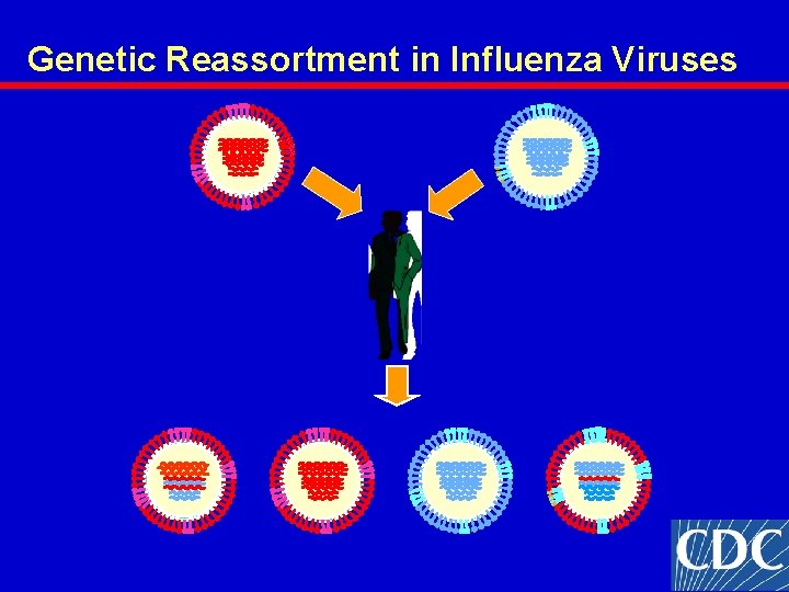 Genetic Reassortment in Influenza Viruses Genetic Reassortment in Influenza Viruses
