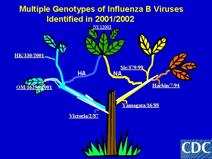 Multiple Genotypes of Influenza B Viruses Identified in 2001/2002 NY 12002 HK/330/2001 HA Sic/379/99 Multiple Genotypes of Influenza B Viruses Identified in 2001/2002 NY 12002 HK/330/2001 HA Sic/379/99