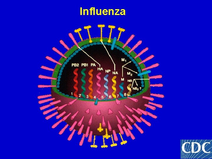 Influenza Influenza