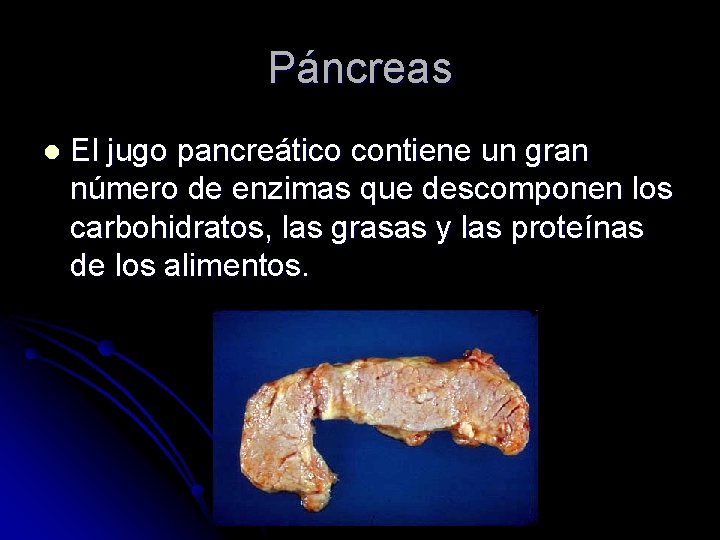 Páncreas l El jugo pancreático contiene un gran número de enzimas que descomponen los