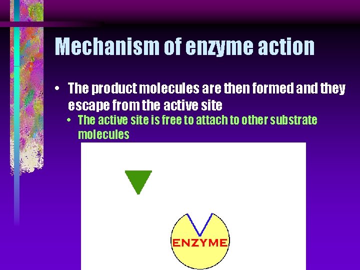 Mechanism of enzyme action • The product molecules are then formed and they escape