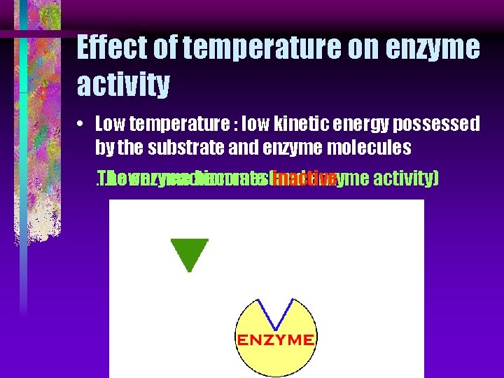 Effect of temperature on enzyme activity • Low temperature : low kinetic energy possessed