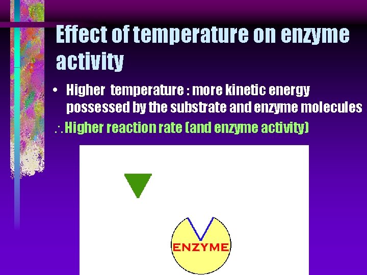 Effect of temperature on enzyme activity • Higher temperature : more kinetic energy possessed