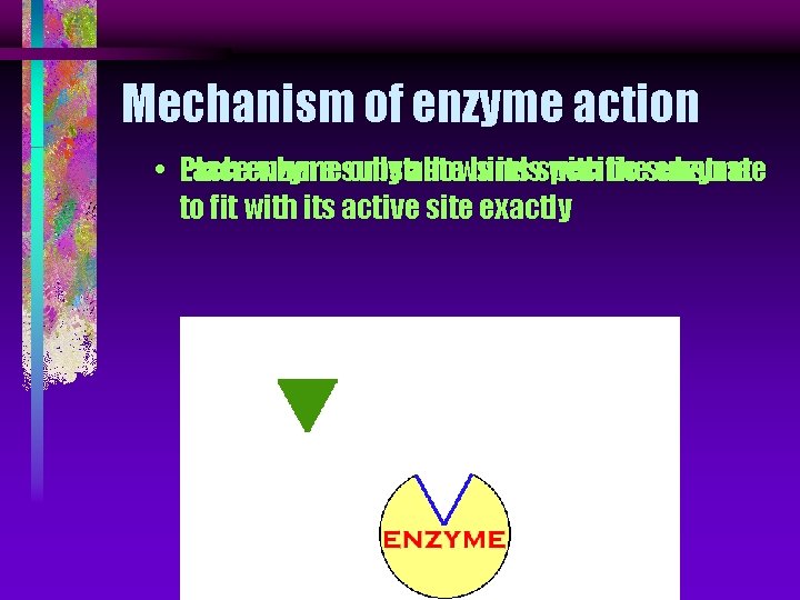 Mechanism of enzyme action • Place Each enzyme where substrate only allows binds its Mechanism of enzyme action • Place Each enzyme where substrate only allows binds its