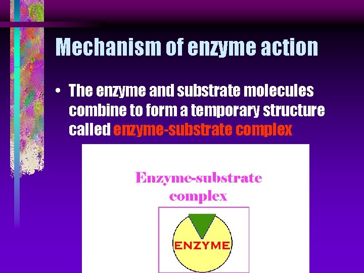 Mechanism of enzyme action • The enzyme and substrate molecules combine to form a