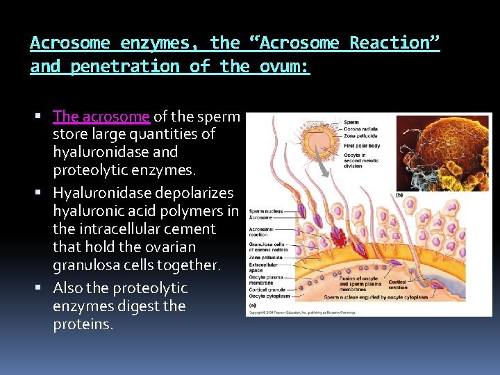 Acrosome enzymes, the “Acrosome Reaction” and penetration of the ovum: The acrosome of the