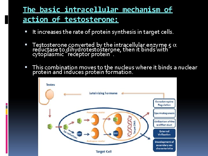 The basic intracellular mechanism of action of testosterone: It increases the rate of protein