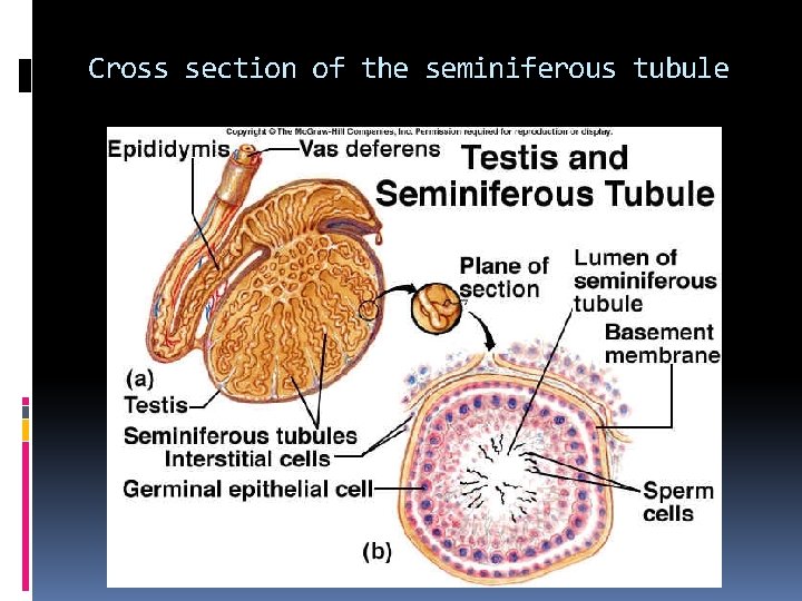 Cross section of the seminiferous tubule 