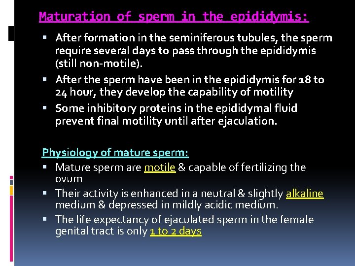 Maturation of sperm in the epididymis: After formation in the seminiferous tubules, the sperm