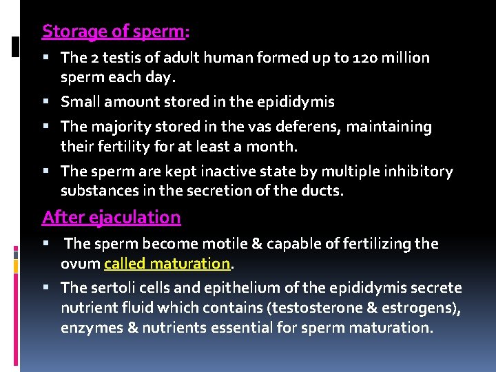 Storage of sperm: The 2 testis of adult human formed up to 120 million