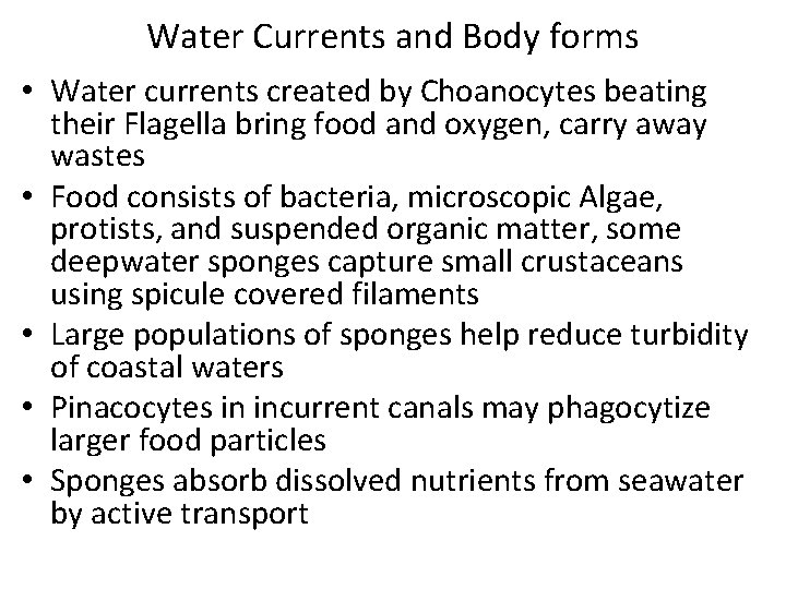 Water Currents and Body forms • Water currents created by Choanocytes beating their Flagella