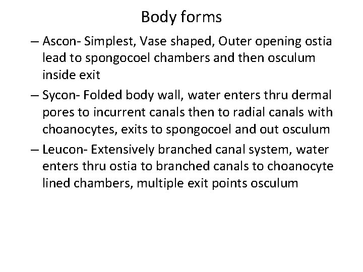 Body forms – Ascon- Simplest, Vase shaped, Outer opening ostia lead to spongocoel chambers