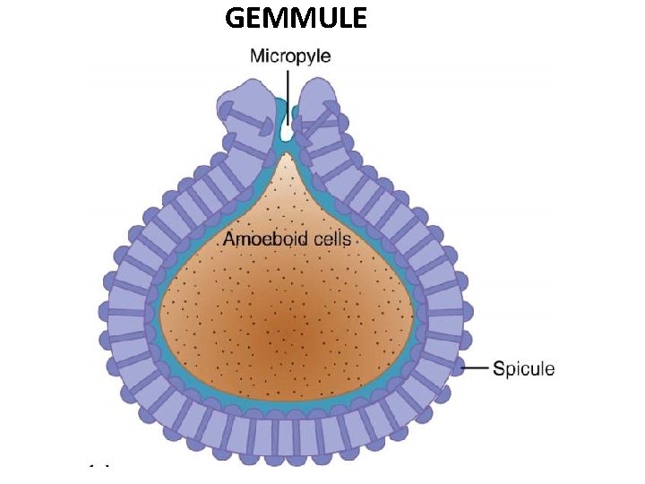 GEMMULE 