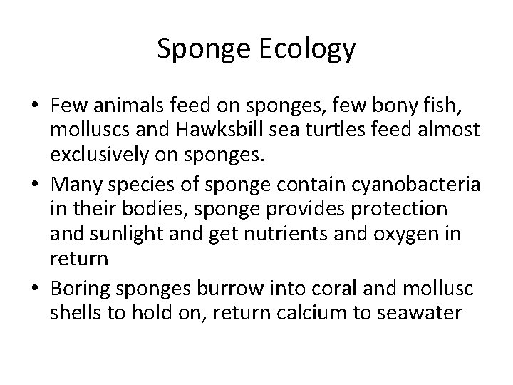 Sponge Ecology • Few animals feed on sponges, few bony fish, molluscs and Hawksbill