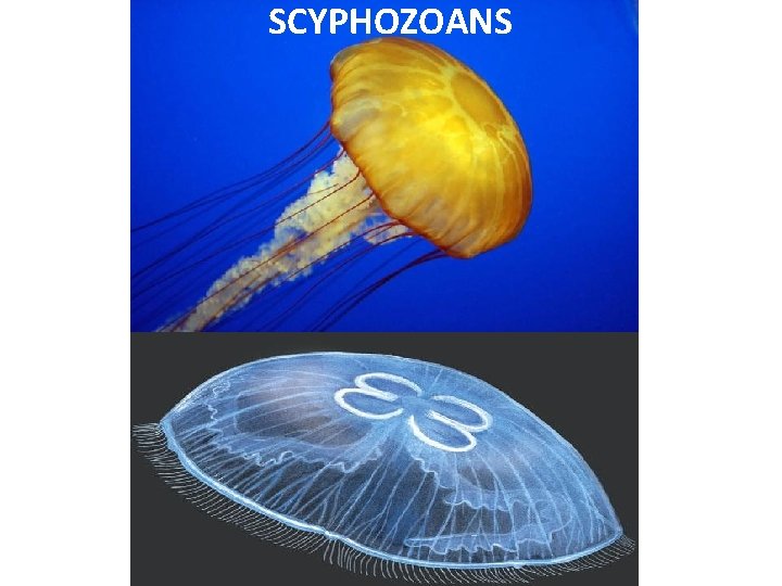 SCYPHOZOANS 