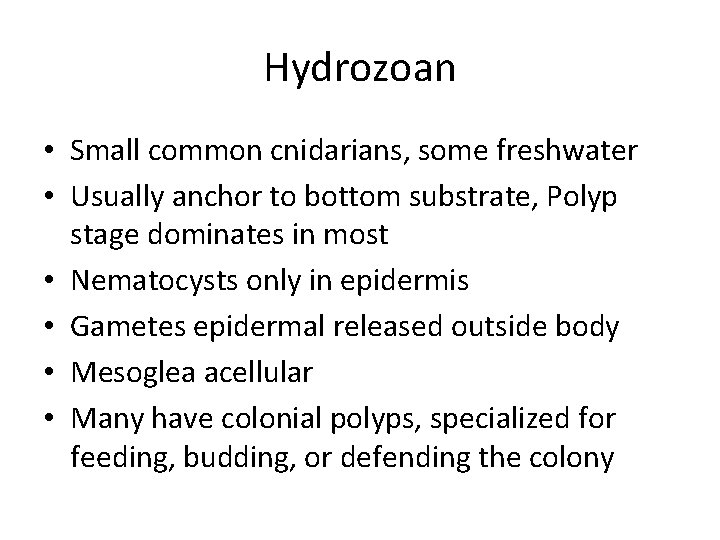 Hydrozoan • Small common cnidarians, some freshwater • Usually anchor to bottom substrate, Polyp