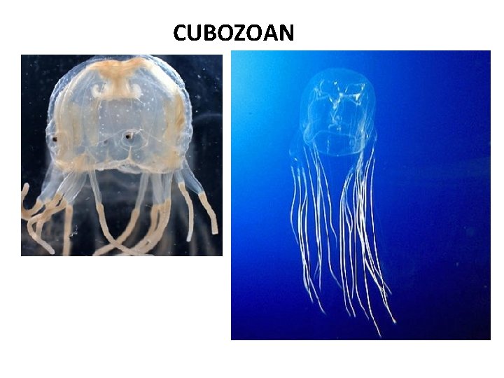 CUBOZOAN 