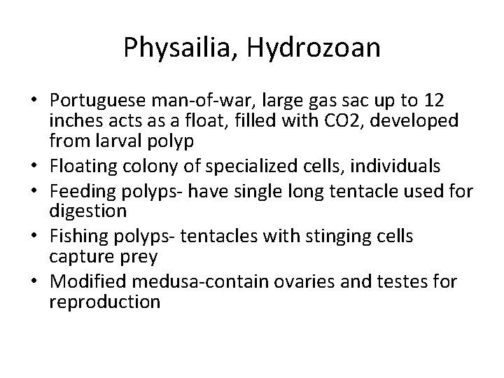 Physailia, Hydrozoan • Portuguese man-of-war, large gas sac up to 12 inches acts as