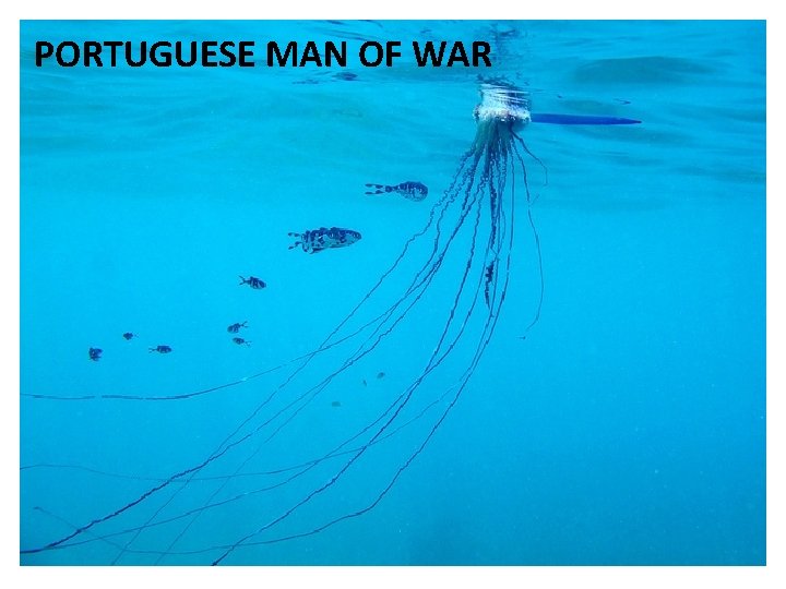 PORTUGUESE MAN OF WAR 